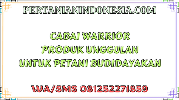 Cabai Warrior Produk Unggulan Untuk Petani Budidayakan